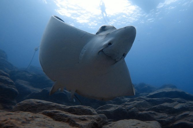 Tenerife First Time Scuba Dive – Turtle Habitat, Small Groups - Underwater Time: 25 to 30 Minutes, Gear Setup, and Pair Coaching