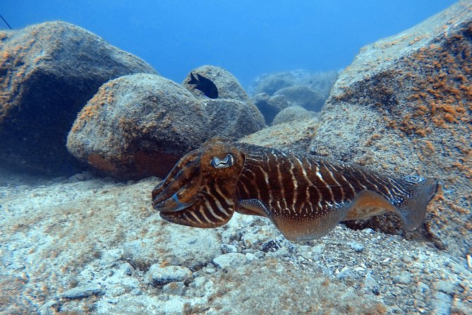 Tenerife First Time Scuba Dive – Turtle Habitat, Small Groups - Snorkeling Safari for 30 Minutes: A Different Skill, Shared Scenery