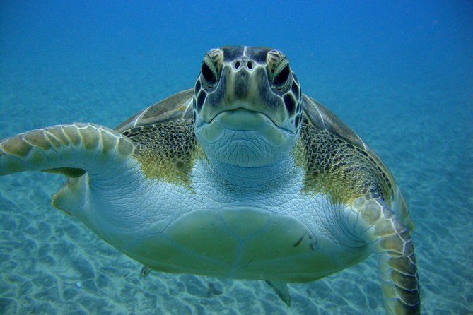 Tenerife First Time Scuba Dive – Turtle Habitat, Small Groups - Wildlife Reality Check: Sea Turtles Are Possible, Not Promised
