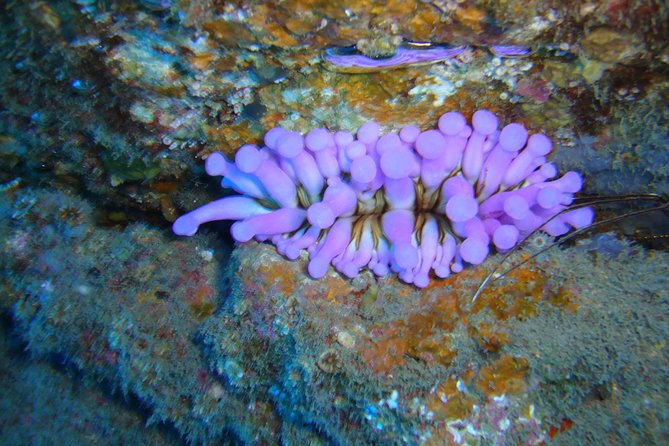 Tenerife First Time Scuba Dive – Turtle Habitat, Small Groups - Puerto Colón Check-In: Paperwork, Wetsuit Fitting, and Calm Briefings