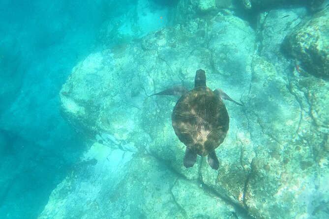 Tenerife: Kayak and snorkel with marine life safari - Setting Out From Los Cristianos, With a Real Plan