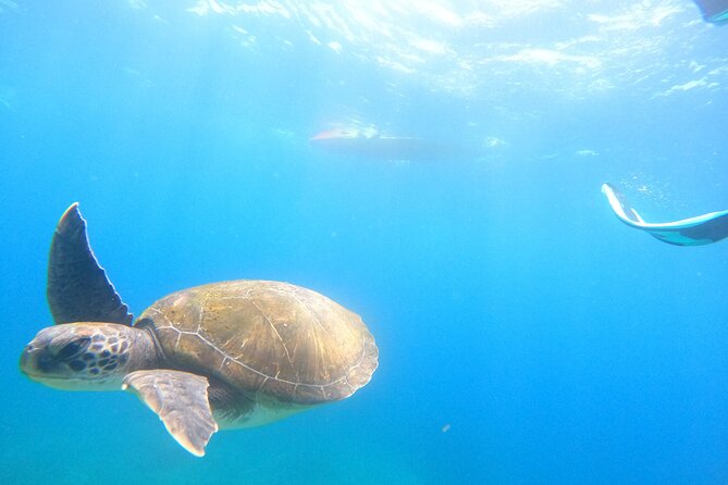 Tenerife: Kayak and snorkel with marine life safari - Cave of Pal Mar: The Turnaround Point That Feels Like a Safari