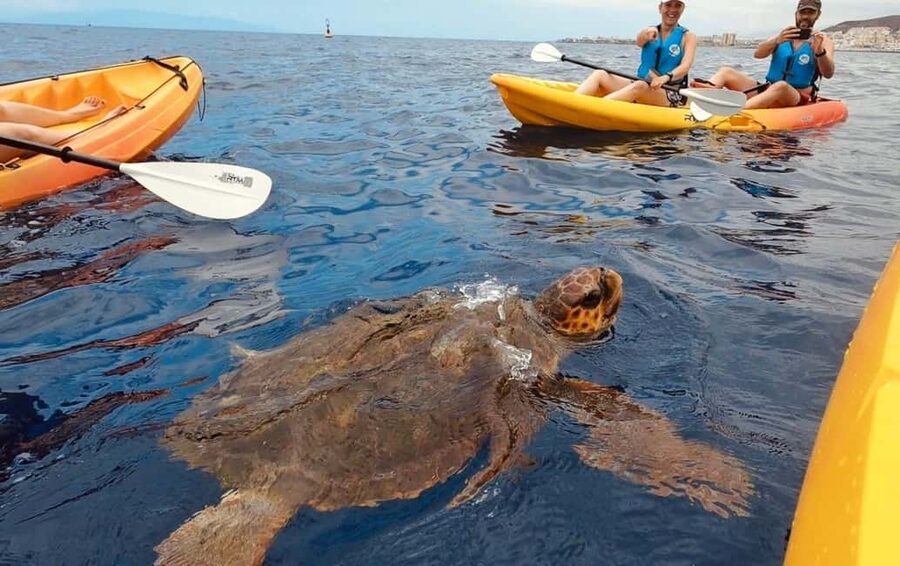 Tenerife: Kayak Safari and Snorkel in a Marine Reserve - Paddling toward Guaza cliffs and the protected nature reserve