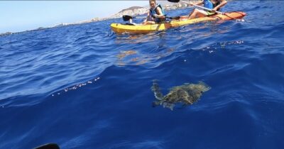 Kayak Safari and Snorkel in a Marine Reserve