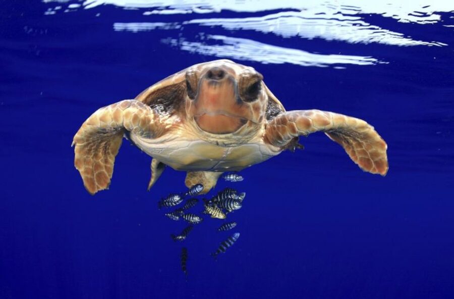 Tenerife: Kayak Safari and Snorkel in a Marine Reserve - The sea cave stop, a viewpoint swim, and why timing matters for wildlife