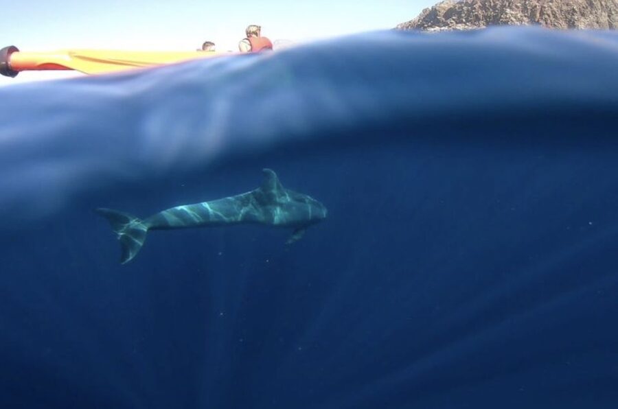 Tenerife: Kayak Safari and Snorkel in a Marine Reserve - Snorkeling near Montaña de Guaza: where you look, not just where you float