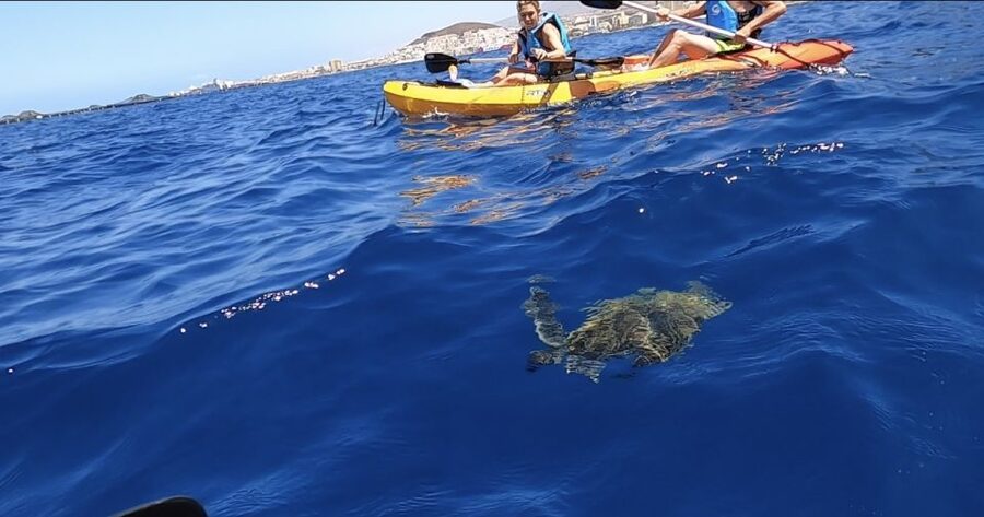 Tenerife: Kayak Safari and Snorkel in a Marine Reserve - Los Cristianos start, parking, and the safety briefing you should treat seriously