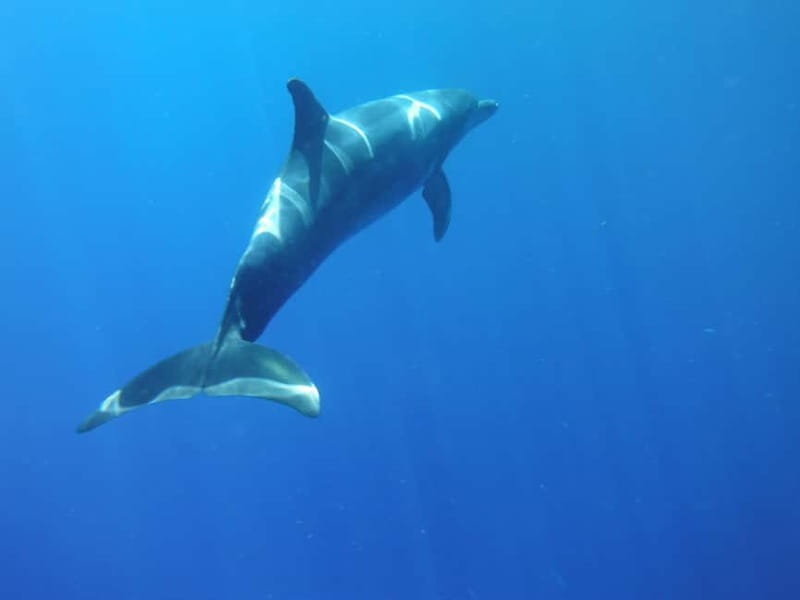 Tenerife: Kayak & Snorkel with Local Fauna, Photos Included - Quick hits: what makes this kayak and snorkel on Tenerife stand out