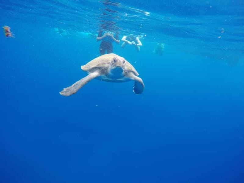 Tenerife: Kayak & Snorkel with Local Fauna, Photos Included - Price and value: what $36 buys on Tenerife
