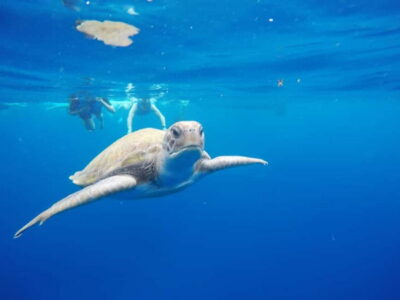 Kayak & Snorkel with Local Fauna, Photos Included