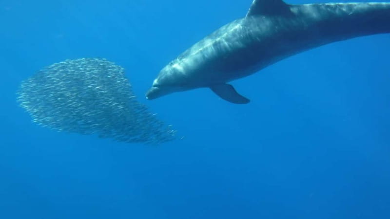 Tenerife: Kayak & Snorkel with Local Fauna, Photos Included - The last 30 minutes back: a calm finish after the effort