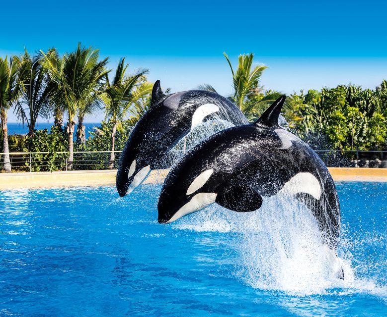 Tenerife: Loro Parque Entry Ticket - Sea lions, dolphins, and parrots: the four-show rhythm that makes the day click