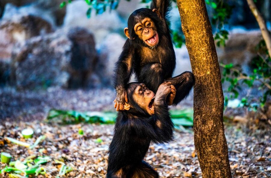 Tenerife: Loro Parque Entry Ticket - Gorillas, penguins, and the aquarium: when the park feels like a real habitat