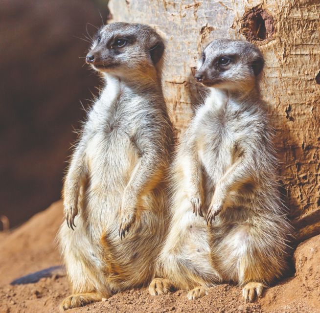 Tenerife: Loro Parque Entry Ticket - Tickets and what you actually get in a 1-day visit