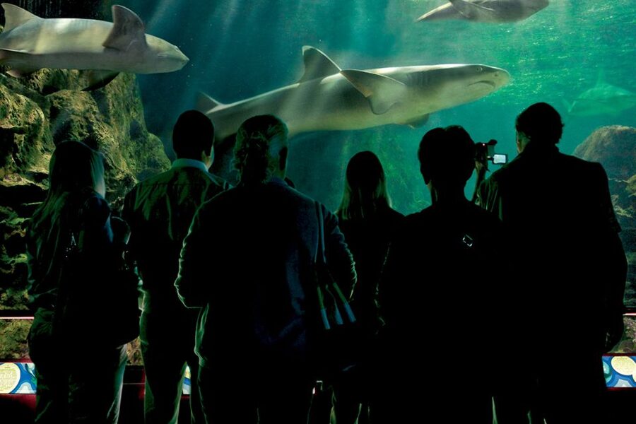 Tenerife: Loro Parque & Siam Park Entry Ticket with Transfer - Practical Tips That Make the Day Easier