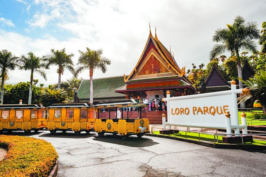 Tenerife: Loro Parque & Siam Park Entry Ticket with Transfer - Price and Value: What You Really Get for $115