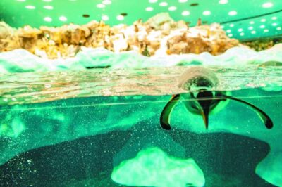 Loro Parque & Siam Park Entry Ticket with Transfer