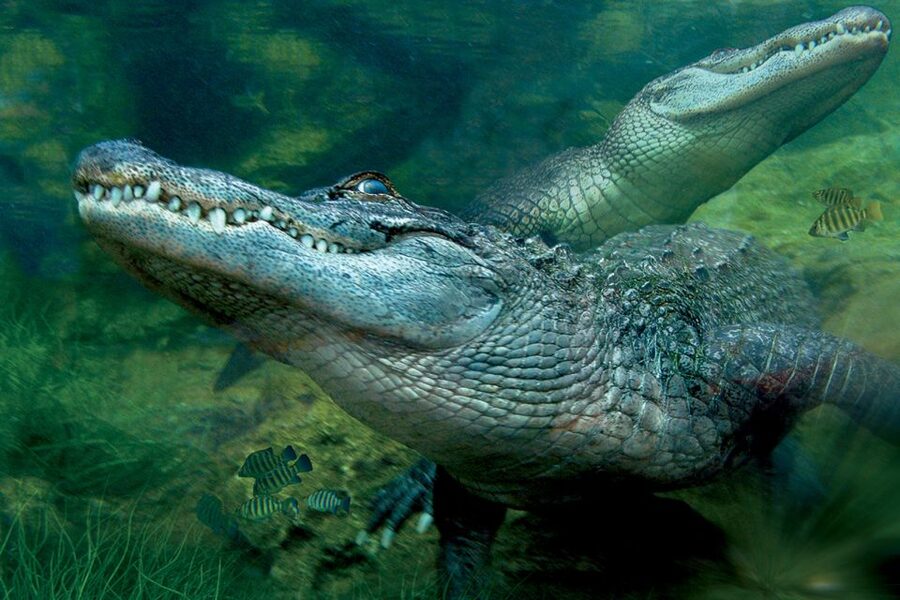 Tenerife: Loro Parque & Siam Park Entry Ticket with Transfer - Loro Parque: World-Class Animal Shows Plus Beautiful Grounds