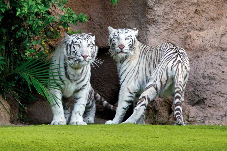 Tenerife: Loro Parque & Siam Park Entry Ticket with Transfer - Hotel Pickup Details: Where It Works Best