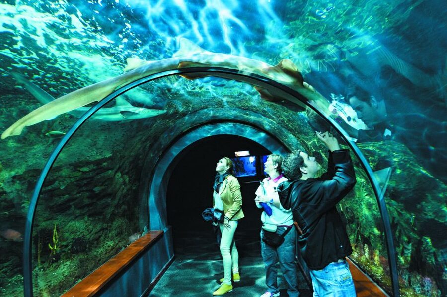 Tenerife: Loro Parque & Siam Park Entry Ticket with Transfer - Who This Trip Really Fits