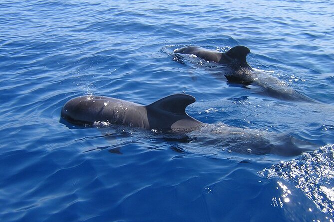 Tenerife Los Cristianos: Whale and Dolphin Eco-Yacht and Swim Stop - Key highlights to know before you go