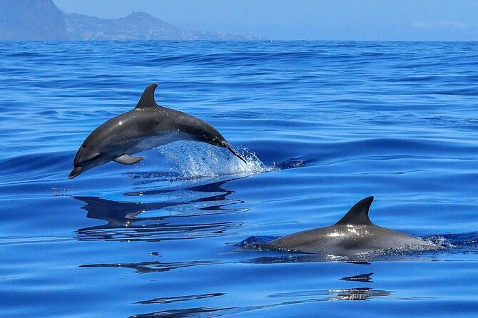 Tenerife Los Cristianos: Whale and Dolphin Eco-Yacht and Swim Stop - Los Cristianos departure: show up early, then let the hunt begin
