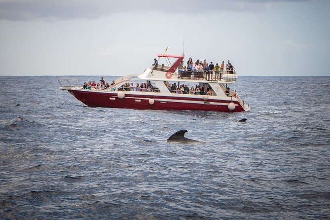 Tenerife Los Cristianos: Whale and Dolphin Eco-Yacht and Swim Stop - On-board comfort: shade, toilets, and the real-life sea check
