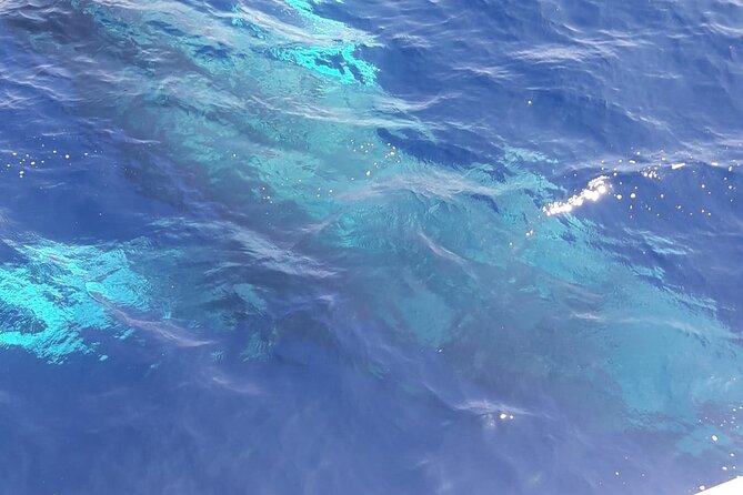 Tenerife Los Cristianos: Whale and Dolphin Eco-Yacht and Swim Stop - Price and value: what $18.10 gets you for 1 hour 40