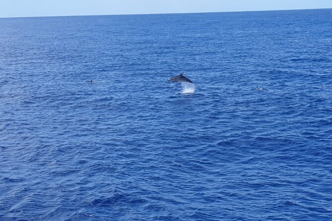 Tenerife Los Cristianos: Whale and Dolphin Eco-Yacht and Swim Stop - Who should book, and who should be cautious