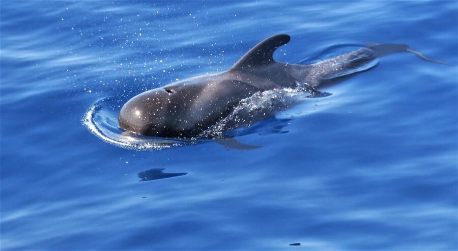 Tenerife: Los Gigantes Whale Watching Cruise by Sail Boat - Key things I’d circle before you book
