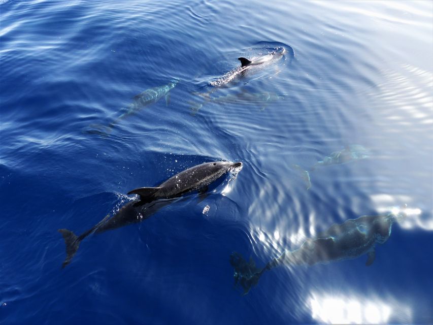 Tenerife: Los Gigantes Whale Watching Cruise by Sail Boat - Los Gigantes cliffs and open-ocean wildlife, in one 3-hour loop