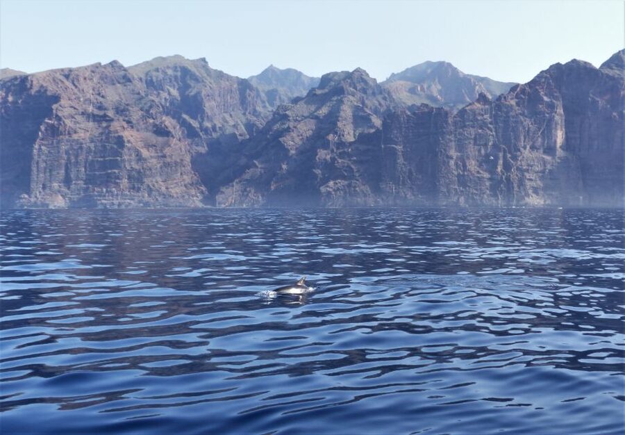 Tenerife: Los Gigantes Whale Watching Cruise by Sail Boat - Who should book this sailing whale cruise, and who might not