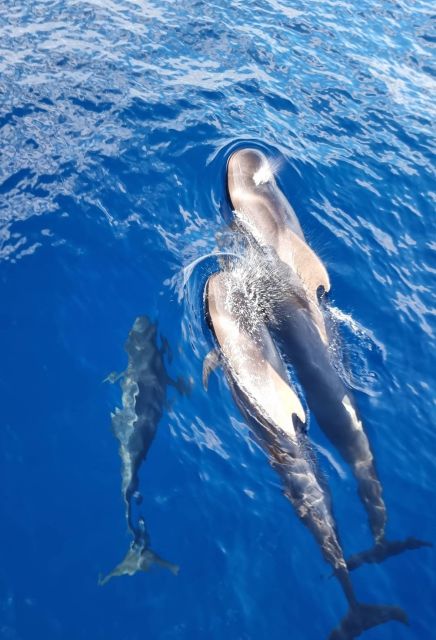 Tenerife: Marine-Life Tour with Transfer, Buffet and Drinks - Should You Book the Monte Cristo Marine-Life Tour?