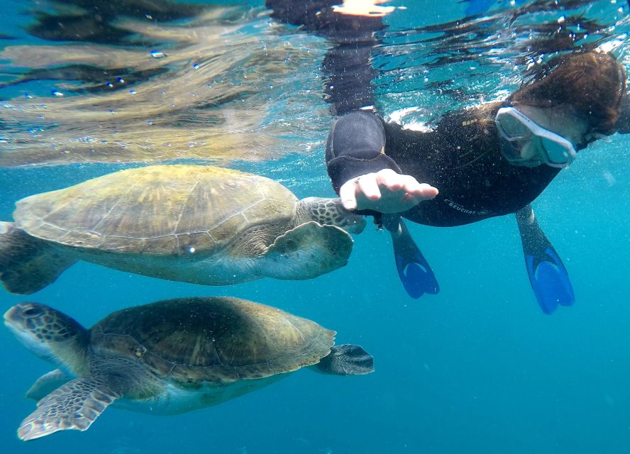 Tenerife Snorkeling boat trip in a Turtle Habitat - A turtle habitat snorkel that feels like a safari, not a checklist