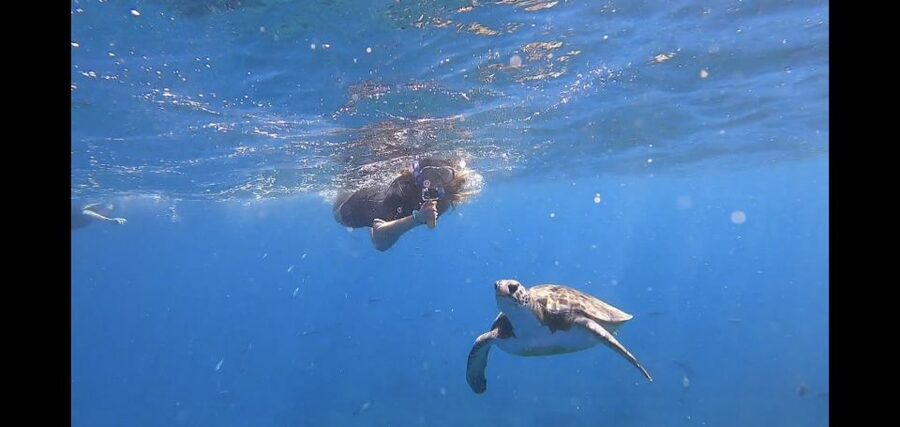 Tenerife Snorkeling boat trip in a Turtle Habitat - The speedboat ride: short, scenic, and built for spotting wildlife