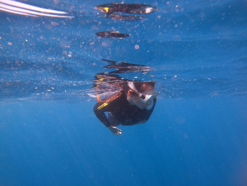 Tenerife Snorkeling boat trip in a Turtle Habitat - 50 minutes of guided snorkeling in the turtle area