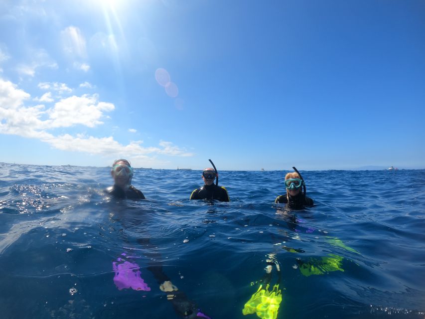 Tenerife Snorkeling boat trip in a Turtle Habitat - What you might see: turtles, rays, dolphins, and plenty of fish life