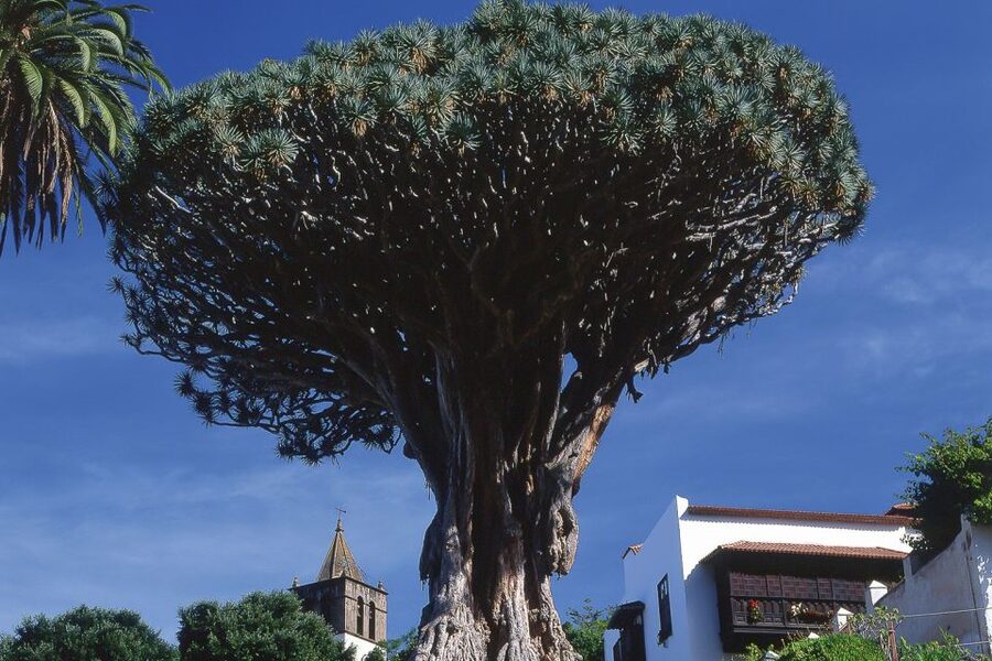 Tenerife: Teide National Park Full-Day Tour with Pickup - Key points before you go