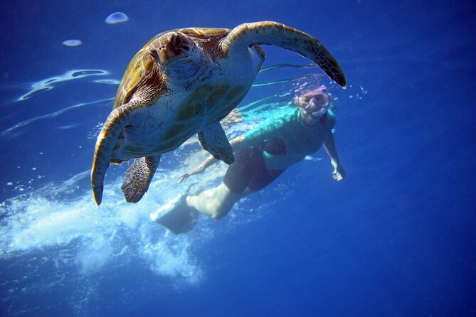Tenerife: Turtle & Dolphin Kayak Tour with Snorkel & Wetsuit - Key highlights at a glance