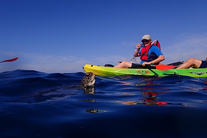 Tenerife: Turtle & Dolphin Kayak Tour with Snorkel & Wetsuit - Wildlife chances: turtles and up to five dolphin species