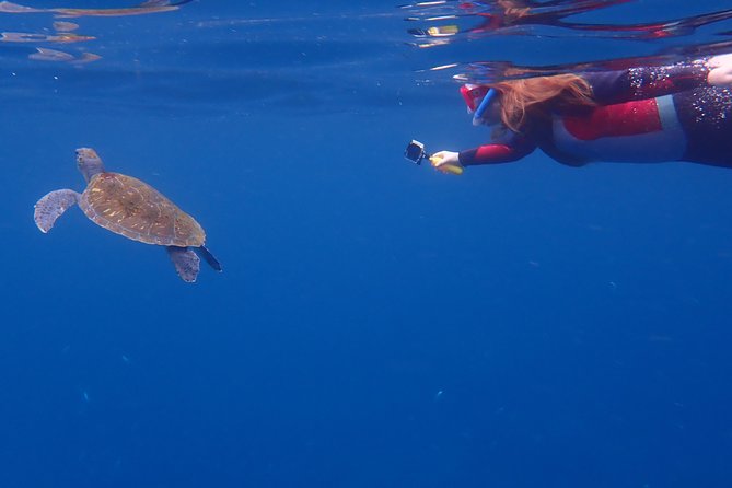 Tenerife: Turtle & Dolphin Kayak Tour with Snorkel & Wetsuit - Stop and start flow: how the route feels from Los Cristianos to the return views