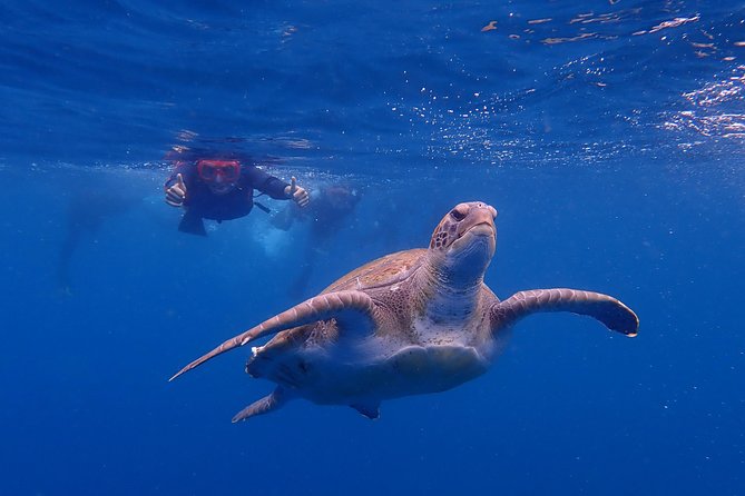 Tenerife: Turtle & Dolphin Kayak Tour with Snorkel & Wetsuit - How hard is the paddle, really, and who should be cautious