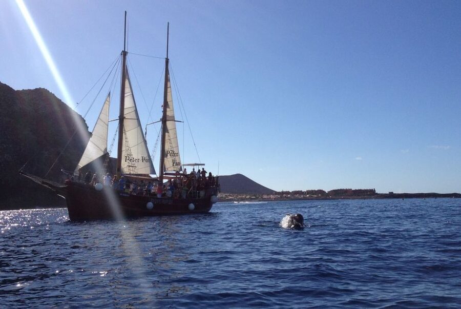 Tenerife: Whale & Dolphin Watching Cruise with Swim Stop - Who this cruise is best for (and who should skip it)