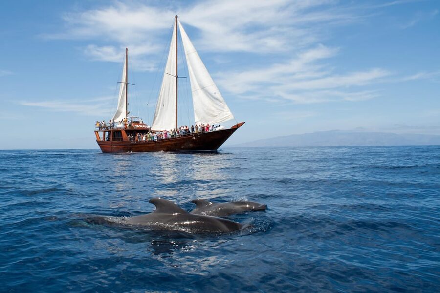 Tenerife: Whale & Dolphin Watching Cruise with Swim Stop - From hotel pick-up to pirate ship: how the day actually runs