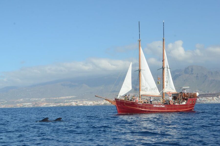 Tenerife: Whale & Dolphin Watching Cruise with Swim Stop - The real value of ethical whale watching: what you gain by not pushing the animals