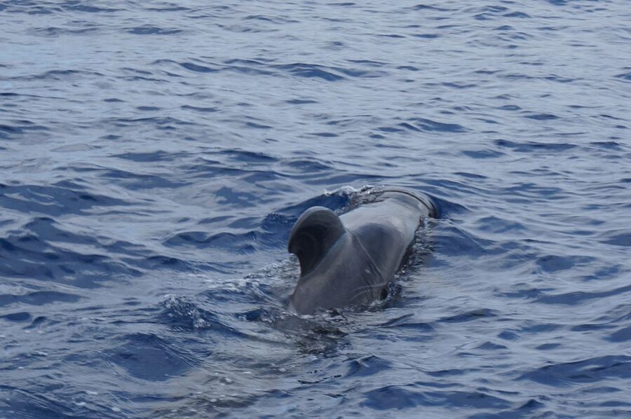 Tenerife: Whale & Dolphin Watching Cruise with Swim Stop - The coastal swim stop: short, optional, and captain-controlled