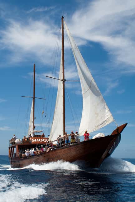 Tenerife: Whale & Dolphin Watching Cruise with Swim Stop - Logistics that can make or break your comfort
