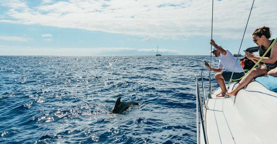 Tenerife: Whale & Dolphin Watching with Drinks and Snacks - Southern Tenerife by small yacht, not a cattle-car