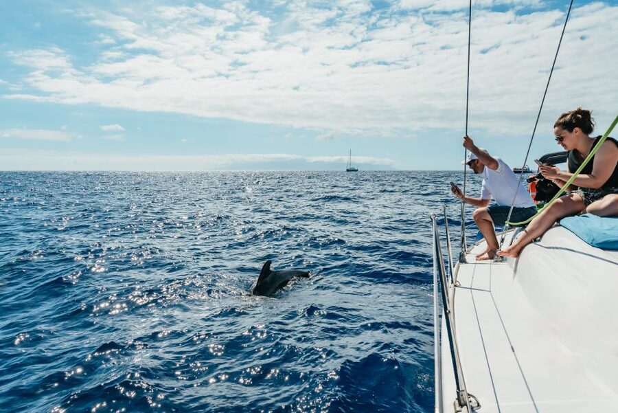 Tenerife: Whale & Dolphin Watching with Drinks and Snacks - Van rides that actually make sense: 20 minutes each way