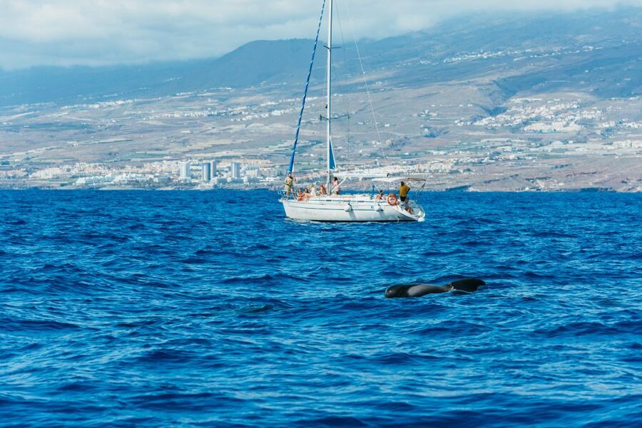 Tenerife: Whale & Dolphin Watching with Drinks and Snacks - The bay stop: snorkeling for turtles without the chaos